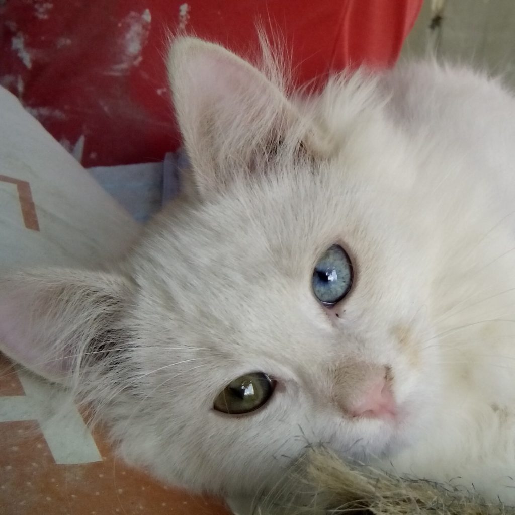 У нас можно снять квартиру посуточно с животными Снять квартиру посуточно с животными