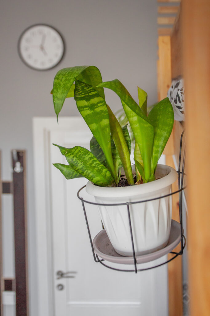 В наших студиях вас ждут живые цветы отдохни после дороги в уютных апартаментах, где вас ждут живые цветы, чтобы наполнить вас своей живой силой и энергией, и вы могли качественно отдохнуть после дороги